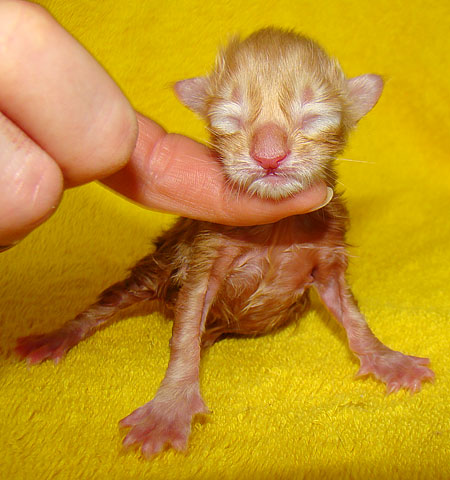     Catsvill County!   !    !       !!!    Catsvill County +7-926-544-74-09     .   ,   ,   ,    ,   ,  ,     ,   -,    ,   !